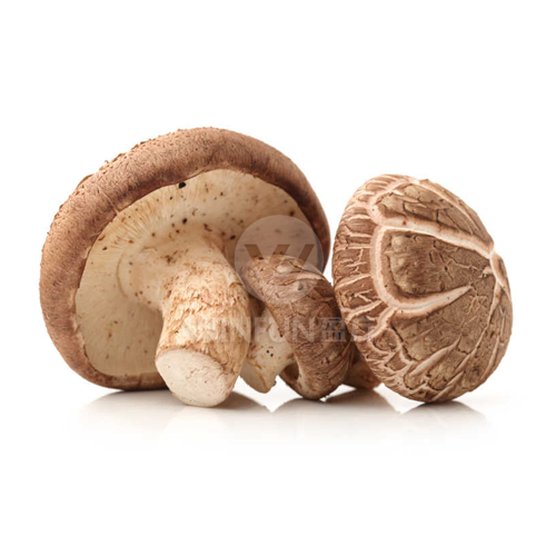japan shiitake japan shiitake