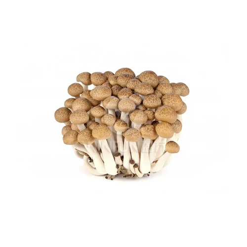 hatake shimeji mushrooms hatake shimeji mushrooms