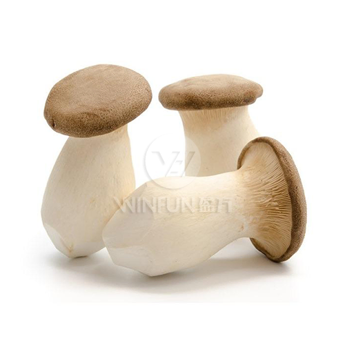 king tuber oyster mushroom king tuber oyster mushroom