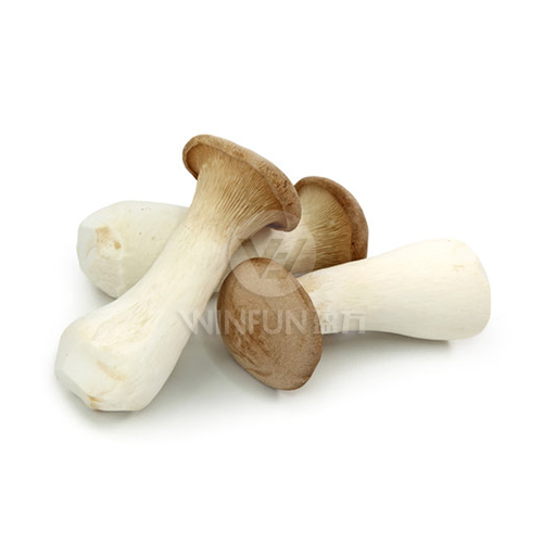 eryngii king oyster mushroom eryngii king oyster mushroom