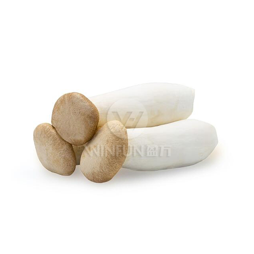 giant king oyster mushroom giant king oyster mushroom